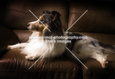 Sheltie lying on brown couch