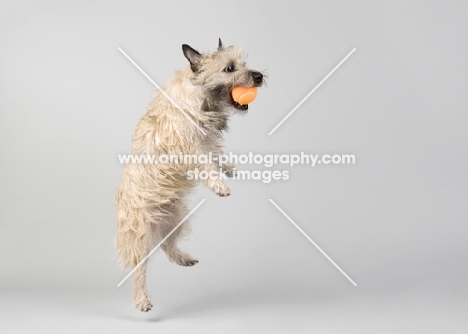 wheaten Cairn terrier on gray studio background leaping to catch orange ball.
