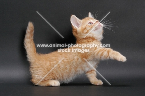 Red Mackerel Tabby Munchkin kitten, reaching