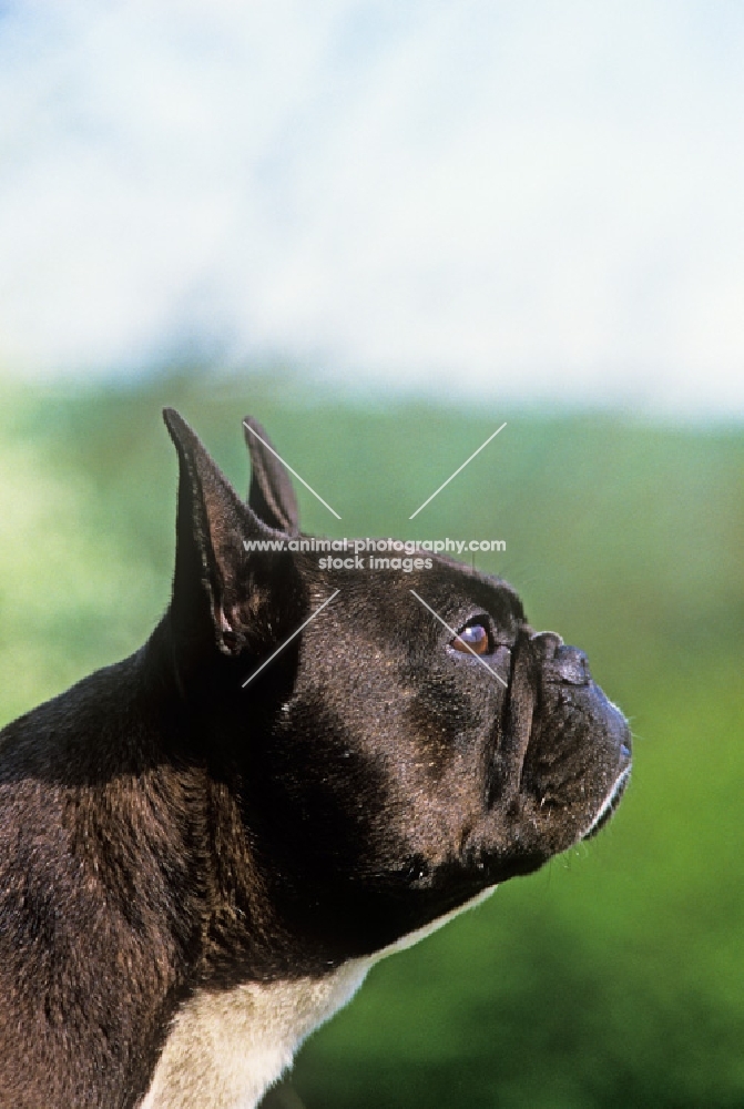 ch merrowlea opal of boristi, french bulldog head in profile