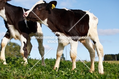 Holstein Friesian calves walking in field
