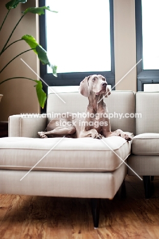 Weimaraner lying on sofa indoors.