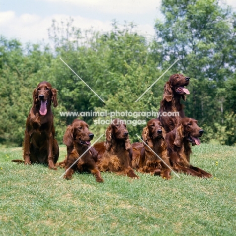 six  irish setters from cornevon, tosca, amy, harry and mac,  group of six  on grass