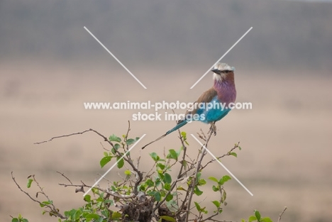 Lilac Breasted Roller perched on top of a bush in Kenya