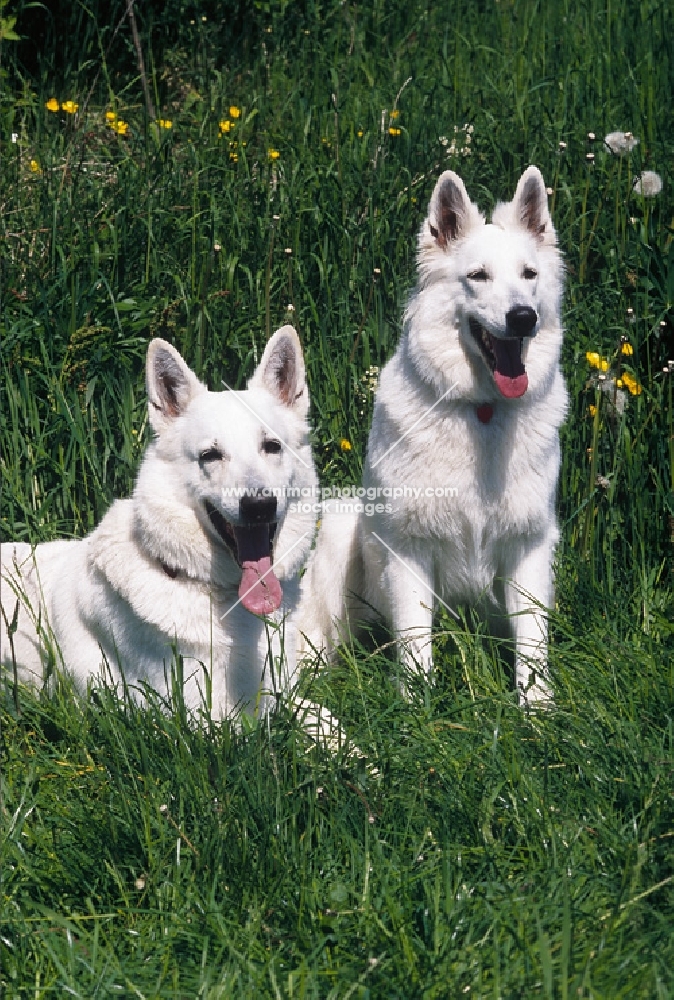 Two white swiss shepherd dogs