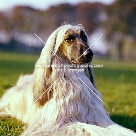 ch shere khan of tarjih, afghan hound lying on grass