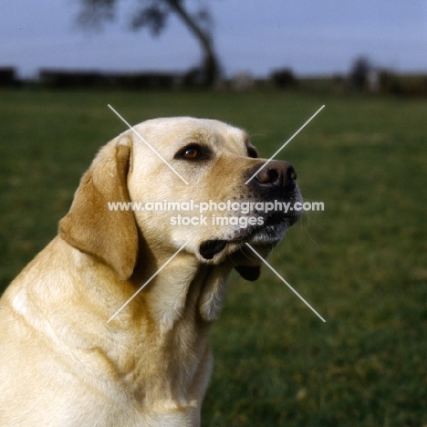 yellow labrador head study, thinking