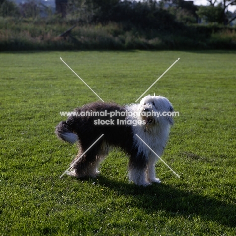 undocked old english sheepdog standing in a field