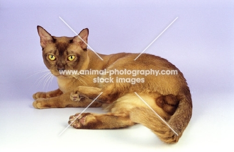 chocolate shaded Asian cat, lying down