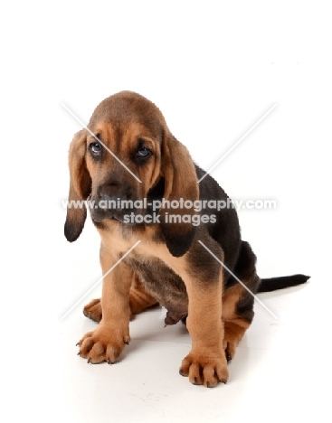 cute Bloodhound puppy