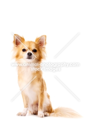 Long Haired Chihuahua isolated on a white background