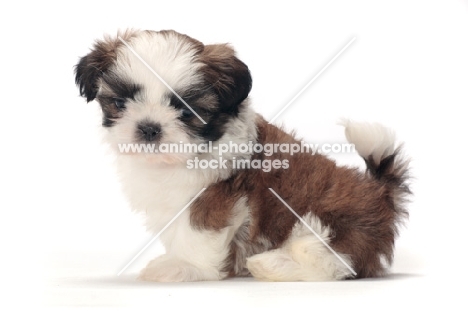 chocolate and white Shih Tzu puppy