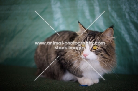 norwegian forest cat, green background