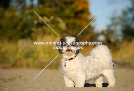 Shih Tzu side view