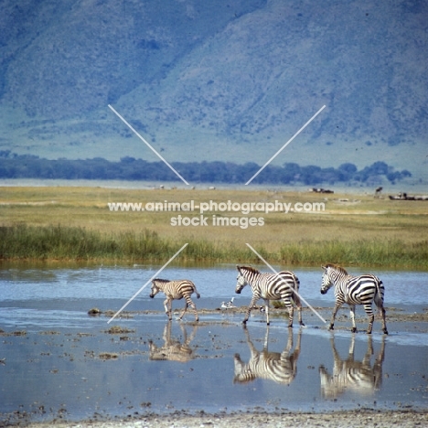 three zebras walking through water