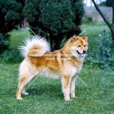 ch cullabine aureole, finnish spitz standing on grass