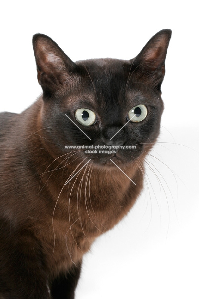 Burmese cat portrait