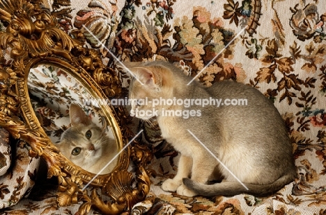blue coloured abyssinian looking at mirror