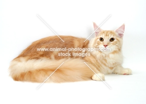 Red Silver Classic Tabby Maine Coon lying down