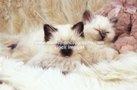 two birman kittens resting on a fluffy rug