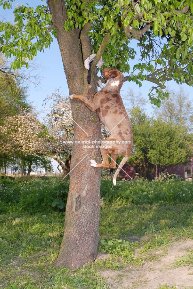 Catahoula leopard dog climbing tree to retrieve