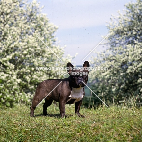 ch merrowlea opal of boristi, french bulldog standing on grass