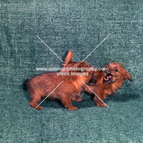 chalkyfield folly & badger, two norfolk terrier puppies playing
