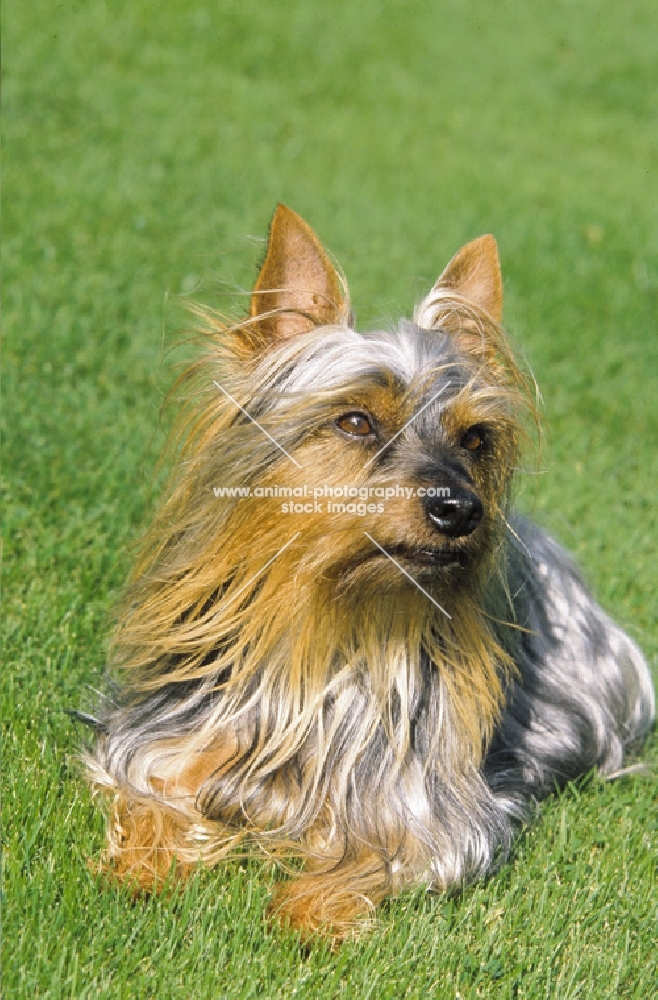 Australian Silky Terrier lying down on grass