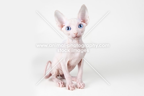 Bambino kitten on white background