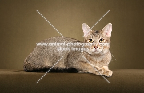 Chausie on brown background