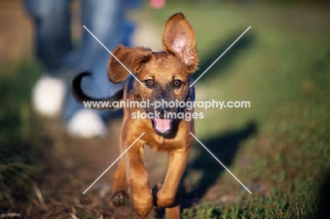 Happy puppy running towards camera and owner in the background