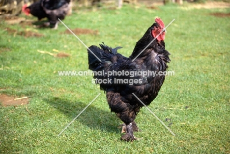 chicken on grass