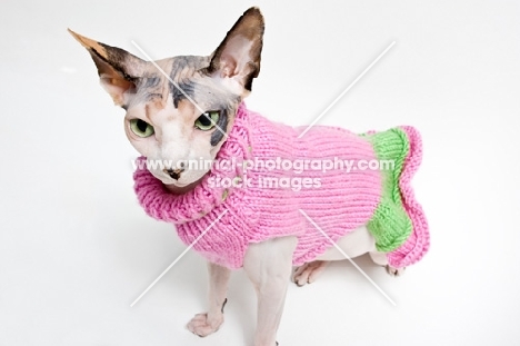 sphynx cat wearing pink sweater
