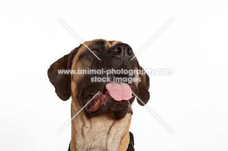 Mastiff looking up