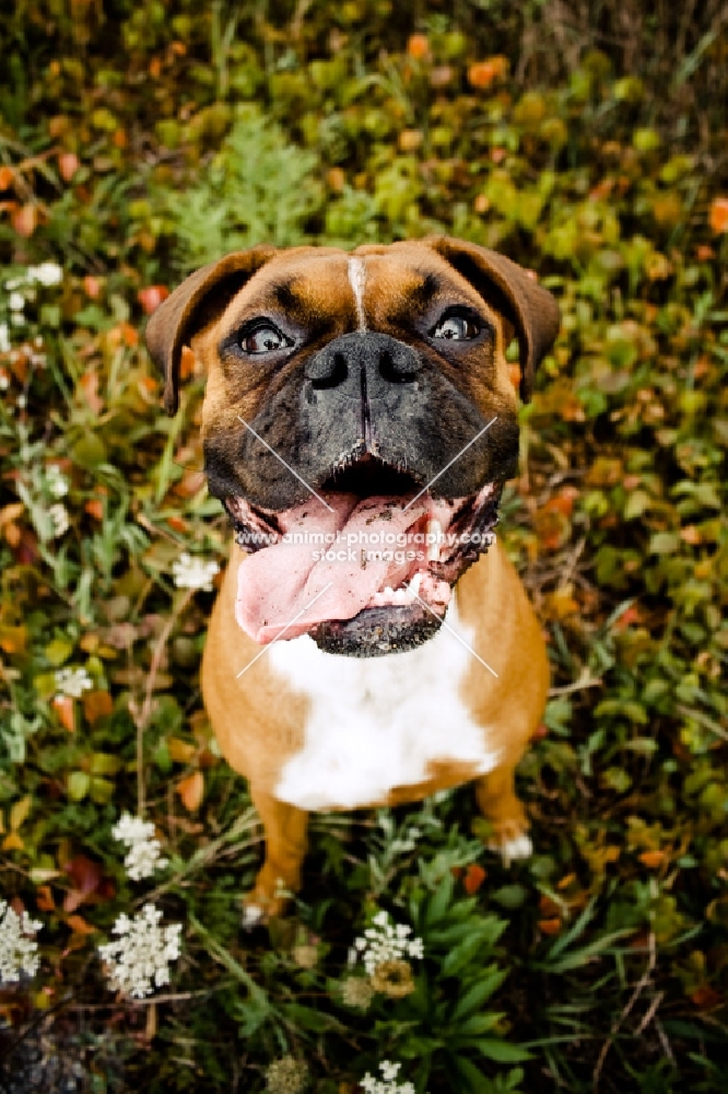 Boxer sitting - looking up at camera