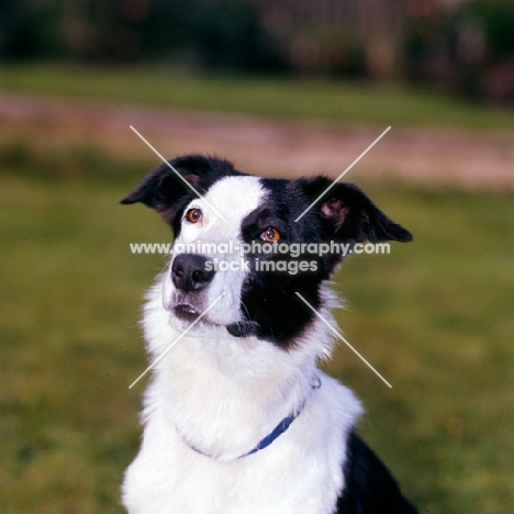 boxer cross greyhound portrait