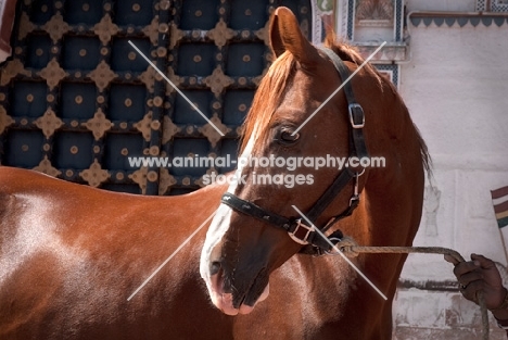 Champion chestnut Marwari mare at Rohet Garh, India