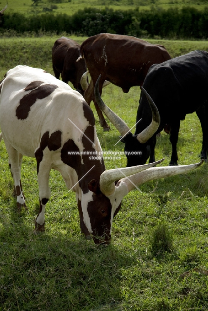 ankole cattle grazing together