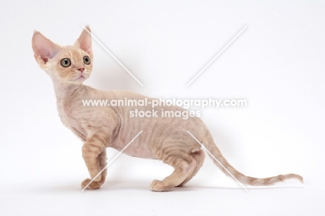 young cream Devon Rex, white background