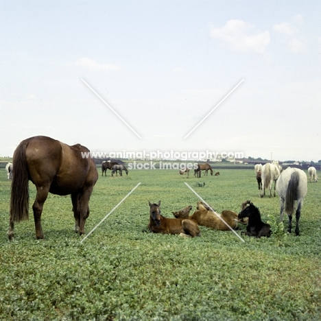 terski mares and foals, one rolling, at stavropol stud, russia
