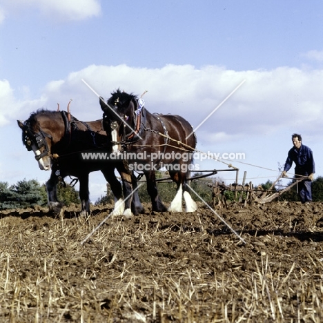 two shire horses ploughing