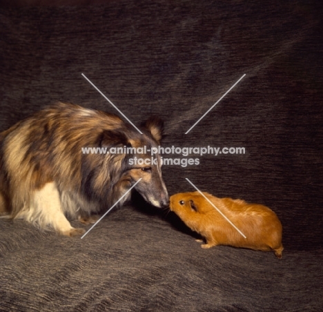 Shetland Sheepdog sniffing a Guinea Pig