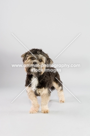 Small mixed breed dog in studio.