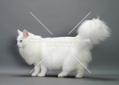 white Norwegian Forest cat side view, on grey background