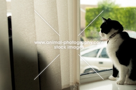 bi-coloured short haired cat behind window