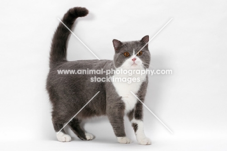 blue white British Shorthair on white background