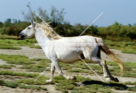 camargue pony running