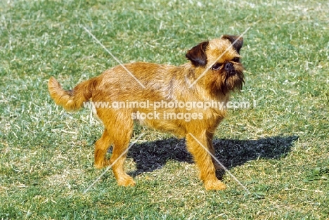 Griffon Bruxellois side view