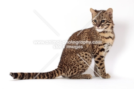 Golden Spotted Tabby Geoffroy's Cat, sitting down