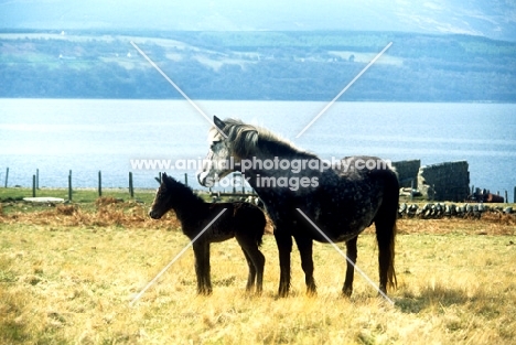 eriskay pony mare and foal in scotland